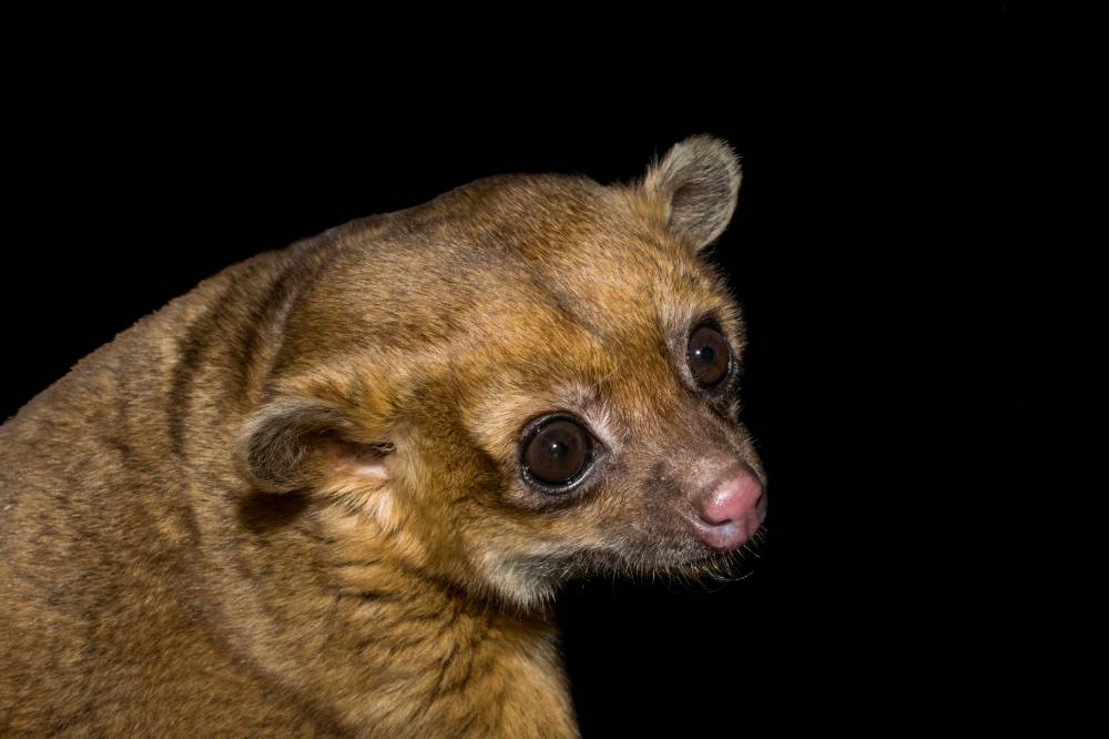 Portrait of nocturnal mammal
